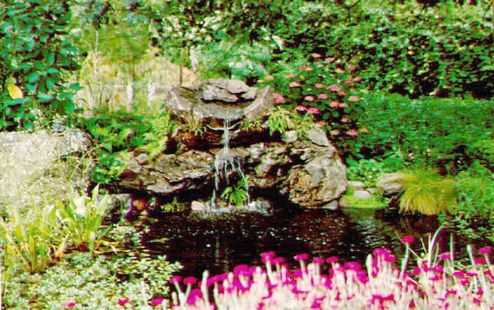 the pond in June