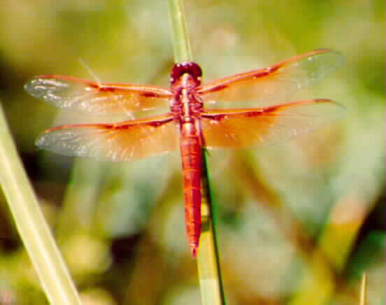 Flame Skimmer