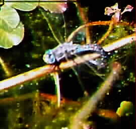 blue-eyed darner