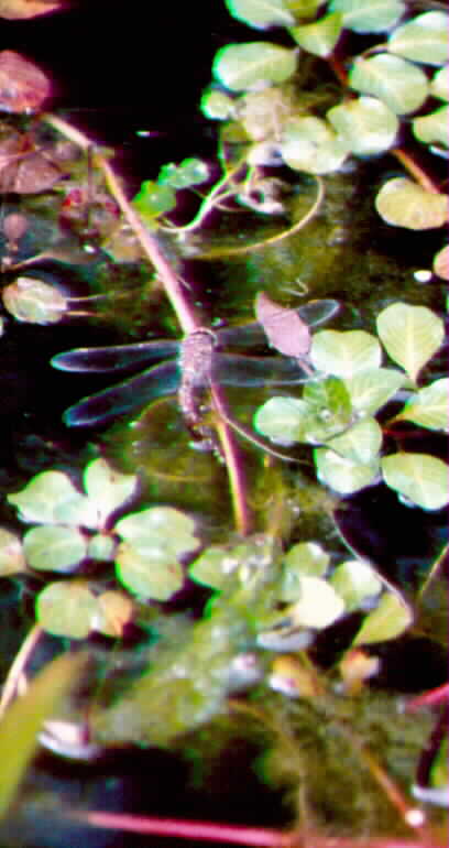 Blue-eyed darner ovipositing